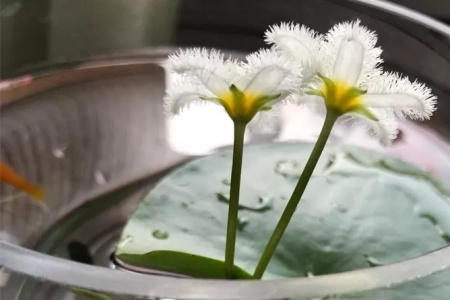 一叶莲多大可以分株，叶片发黄怎么办